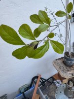 IMG_7837.jpeg