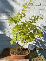 A_p_Aureum_SummerGold_IMG_5341.jpg