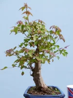 P1270317 (1).webp