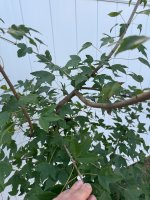 IMG_3885.jpeg