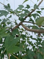 IMG_3886.jpeg