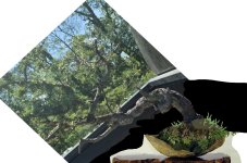 coloradosprucevirt2.jpg