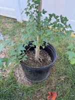 IMG_3900.jpeg