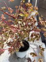 IMG_9973.jpeg