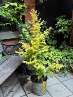 IMG_2721.jpeg