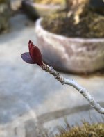 IMG_8968.JPG