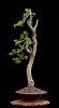 SubAlpineFirTrim3-809.jpg
