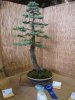 Colorado Blue Spruce Picea Pungens Glaca #4-01.JPG