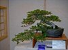 Best of Show, K. hornbeam.jpg