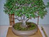 Kids' climbing tree in miniature!.jpg