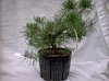 Scots pine from 002.jpg