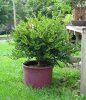 boxwood t.jpg