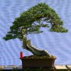 Toms Juniper 09_09a.jpg