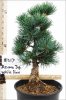 Azuma Japanese White Pine.jpg