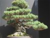 new bonsai 780.jpg