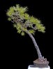 Monterey-Pine-09.jpg