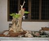bonsai2 102.jpg