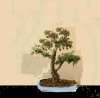 bonsai.JPG