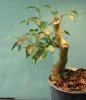 ficusbenjamina25thoct.jpg