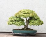 1500px-Japanese_Maple_bonsai,_2011-05-29.jpg