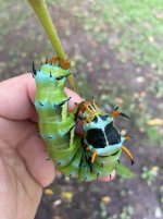 IMG_5118.jpeg