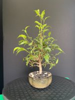 Ficus-20250816-IMG_6636.jpeg