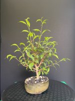 Ficus-20250816-IMG_6637.jpeg