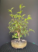 Ficus-20250816-IMG_6638.jpeg