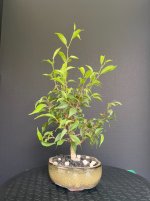 Ficus-20250816-IMG_6639.jpeg