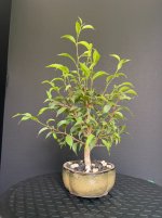 Ficus-20250816-IMG_6640.jpeg
