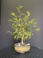 Ficus-20250816-IMG_6641.jpeg