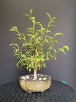 Ficus-20250816-IMG_6642.jpeg