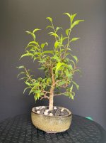 Ficus-20250816-IMG_6643.jpeg