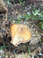 IMG_4050.jpeg
