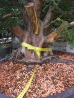 Big Taxus front pic 2 19 8 25 downsized.jpg
