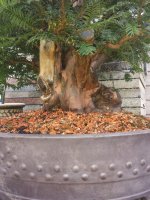 Big Taxus side 19 8 25 downsized.jpg