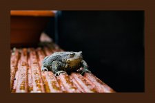 IMG_5616_toad.jpg
