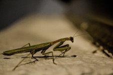 Praying-mantis-greece-2025.jpg