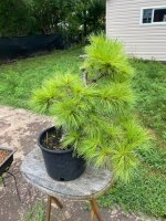 white pine.jpeg
