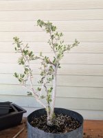 PXL_20250821_181555596.jpg PXL_20250821_181555596.jpg