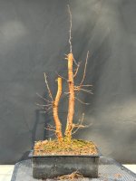 IMG_8202.jpeg
