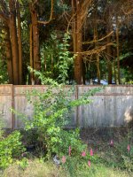IMG_3862.jpeg