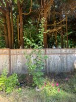 IMG_3863.jpeg