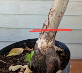 Screenshot 2025-08-21 at 22-16-37 (4) Where to cut this tree Post your photos Bonsai Nut.png Screenshot 2025-08-21 at 22-16-37 (4) Where to cut this tree Post your photos Bonsai Nut.png