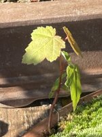 thumbnail_IMG_9609.jpg
