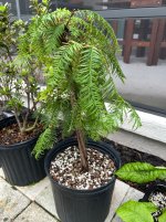 IMG_6670.jpeg IMG_6670.jpeg