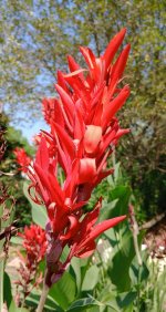 Canna Lily+.jpg