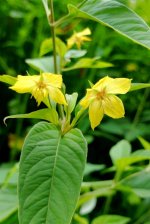 Fringed loosestrife-.jpg