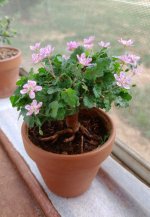 Erodium Reichardii 'Flore Pleno'.jpg