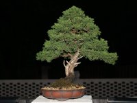 IMG_0121.jpeg IMG_0121.jpeg